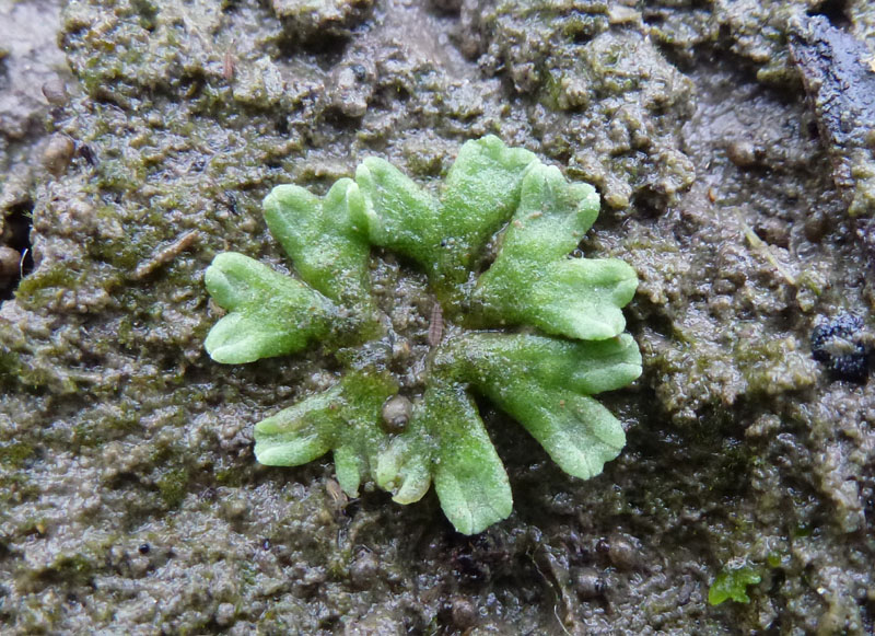 Riccia bifurca